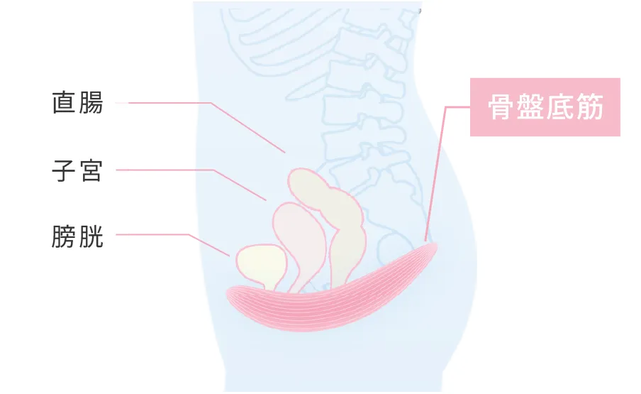 骨盤底筋・直腸・子宮・膀胱の位置図